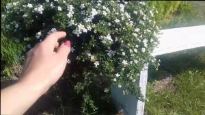 Бакопа. Выращивание и уход