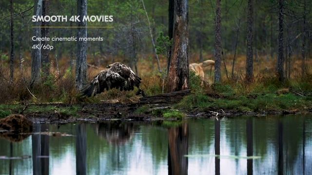 Nikon Z 7II Product Tour Video смотреть онлайн