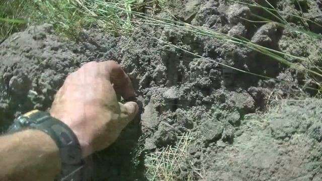 Снова лесные монеты смотреть онлайн