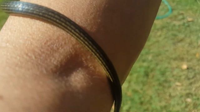 HANDLING a young European Whip Snake - Hierophis Viridiflavus | Herpetology смотреть онлайн