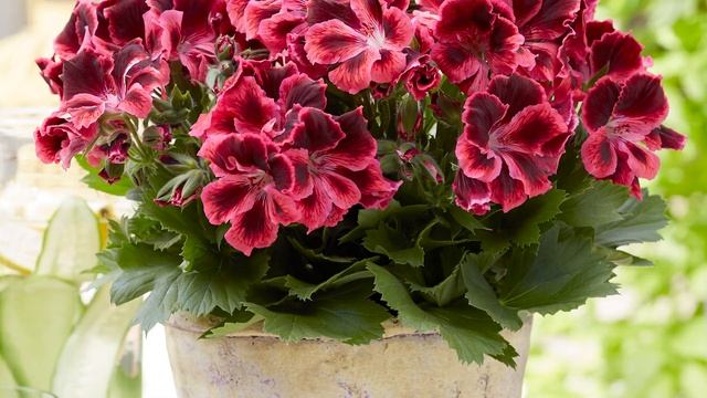Pelargonium Grandiflorum Flower Compilation - Garden Plant With Large Flowers In Spectacular Colour