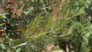 Летний Табошар 2023