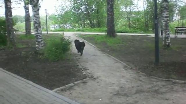 Геката. Тибетский мастиф 4,5 месяца. Июнь 2012.