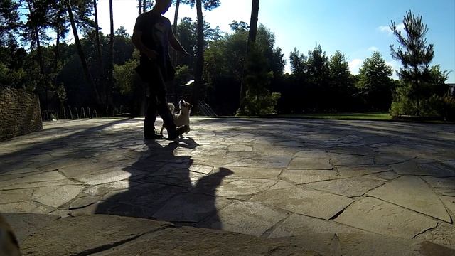 258. Команда Рядом. Дрессировка щенка Джек-рассела, учимся ходить рядом смотреть онлайн