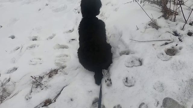 DogVlog: РЧТ Фрейя, 4 месяца. Воспитание, сложности, игры смотреть онлайн