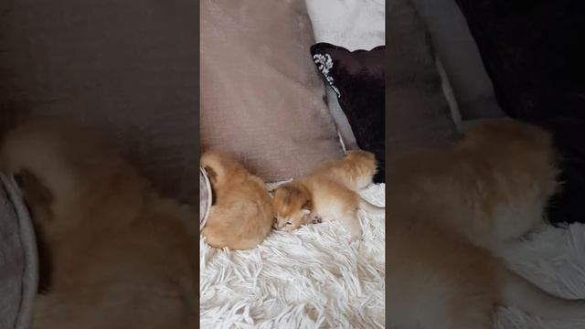 Золотые шиншиллы котята смотреть онлайн
