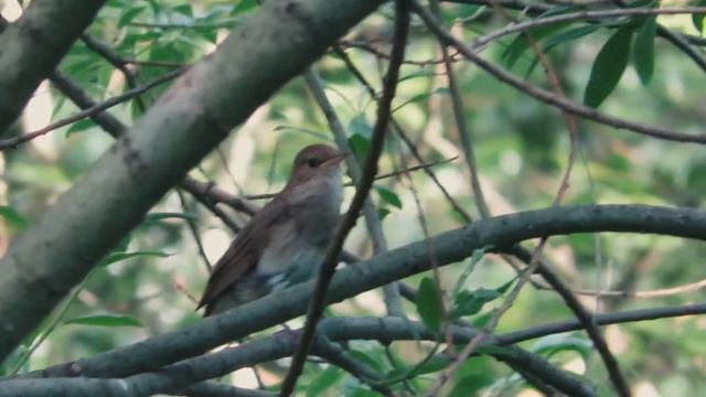 Обыкновенный (восточный) соловей - Luscinia luscinia -Thrush nightingale смотреть онлайн