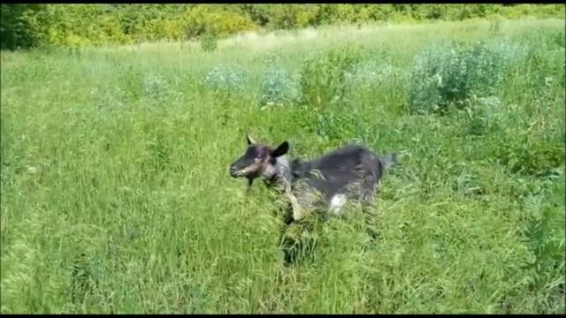 Village moments .. что по-нашему -- Деревенские мгновения смотреть онлайн