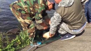 Огромные карпы на Волге, рыбалка удалась! fishing