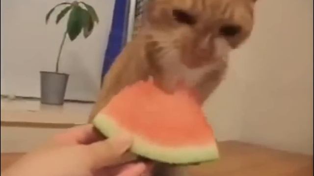 кот без ума от арбуза) смотреть онлайн