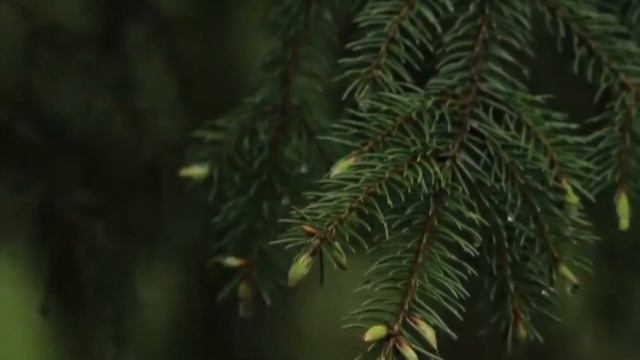 Как за двором - Софья Леонова (флейта). АУДИО. смотреть онлайн