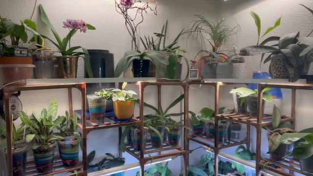 Springtime Chat - Why this is the season to get a plant… or get more plants 😂 смотреть онлайн