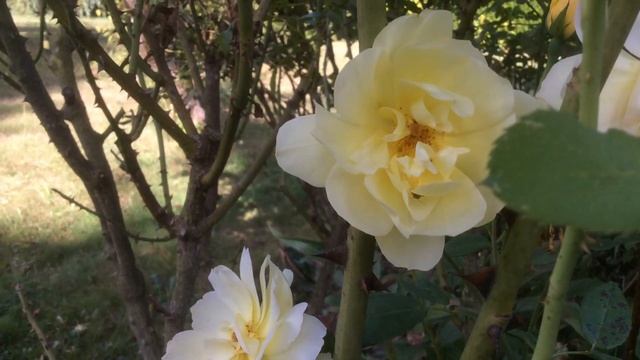 Rosier 'Golden Showers' Boutons et roses belle cohabitation смотреть онлайн