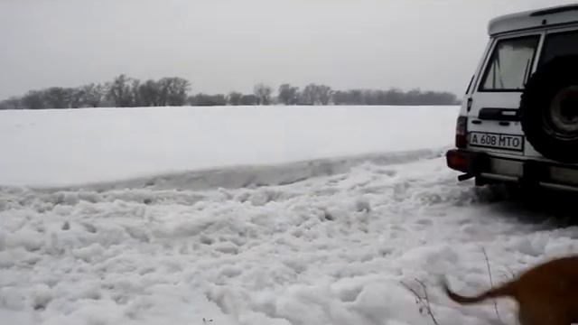 Американский стаффордширский терьер Зена смотреть онлайн