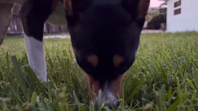 Backyard Basenjis, and a Beautiful Sunset смотреть онлайн