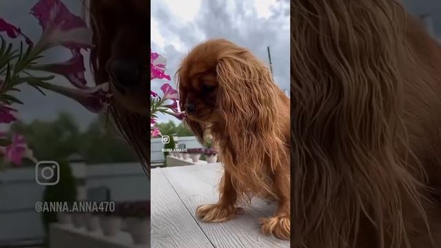 Ясмина Цветок Жасмина?, 1,5 года! смотреть онлайн