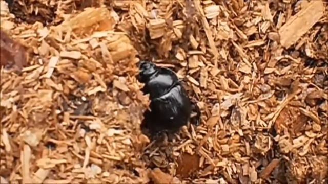 Жук скарабей смотреть онлайн