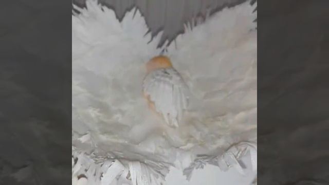 Торт на крещение мальчика/Baptism Cake For A Boy. Крылья ангела из мастики. Купель!