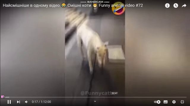 коты приколы. смотреть онлайн