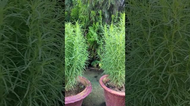 Kochia plant (Bassia scoparia Plant) ???#shorts #kochiaplant #Bassiascoparia #plantcare #gardening смотреть онлайн