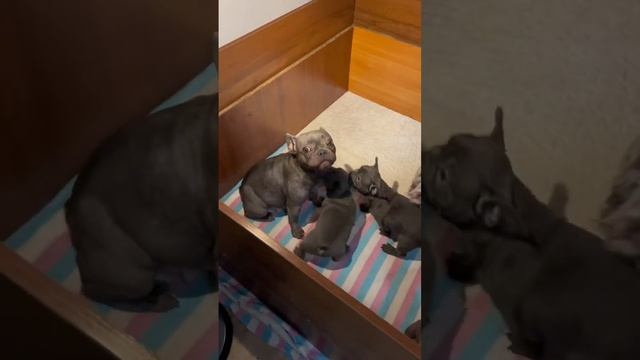 Щенки французского бульдога с мамой в вольере?#французскийбульдог #frenchiepuppy