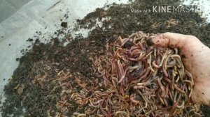 Просеивание червя на сите и его расселение