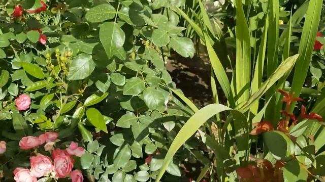 Розы, повторное цветение. смотреть онлайн