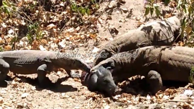 😯Brutal Hunt |Komodo Dragon Tricks Pounce On Wild Boar Quickly #nature #komodo #wildboar смотреть онлайн