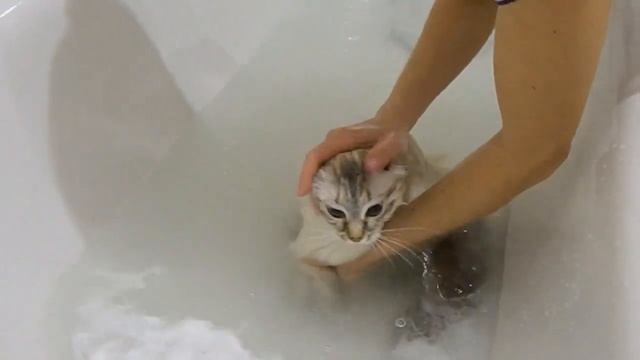 Первое купание кошки смотреть онлайн