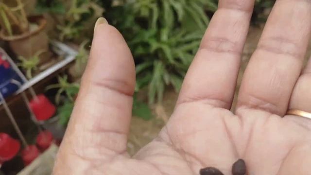 How to grow mirabilis jalapa plant from seed/4'oclock प्लांट कैसे ग्रो करें #propagation #kalaneri смотреть онлайн