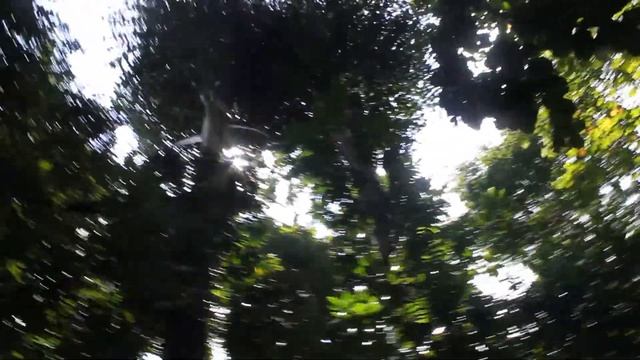 Singapore Botanic Gardens / Сингапурские Ботанические Сады смотреть онлайн