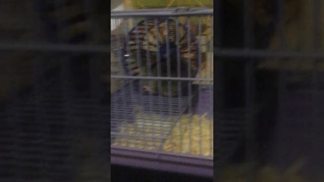 Легкая дрессировка крысы смотреть онлайн