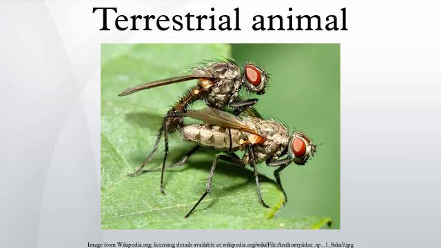 Terrestrial animal смотреть онлайн
