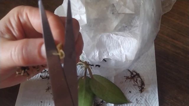 НЕМАТОДА НА ХОЙЕ