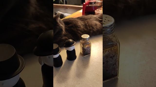 А потом - суп с котом. Кошка полюбила лежать на столе, к чему бы? #юмор #питомцы #кошки #кошка #кот