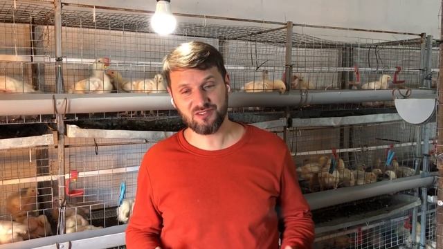 Выращивание бройлера на дому, бизнес на бройлерах, клеточное содержание птицы бройлер кобб 500 смотреть онлайн