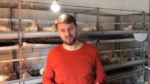 Выращивание бройлера на дому, бизнес на бройлерах, клеточное содержание птицы бройлер кобб 500