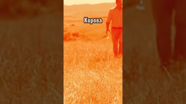 Как видят коровы? #коровы #каквидят #животные смотреть онлайн