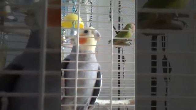 Корелла и неразлучник впервые в одной клетке смотреть онлайн