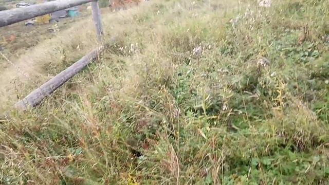 Утро в деревне. Вид с горы, тайга желтеет. Будни Олега. смотреть онлайн