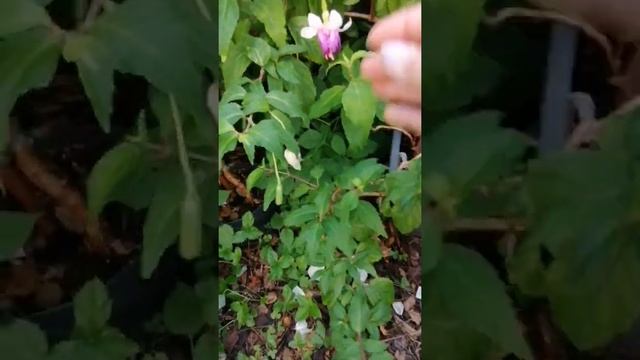 Мой райский уголок фуксий,Fuchsia, роза, герань разные виды фуксии, розы, герань, хортензия смотреть онлайн