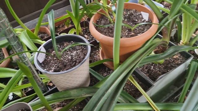 April 5 in hippeastrum greenhouse, more flowers and stalks смотреть онлайн