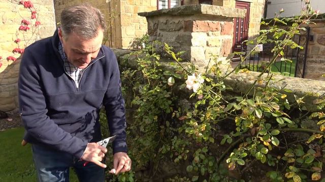 How to Autumn/Fall Prune Roses - Pots & Trowels смотреть онлайн