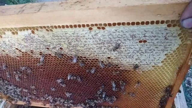 Как собрать большой урожай меда. Как пчелы далеко летят за медом. Как ставить пасеку до медоноса? смотреть онлайн