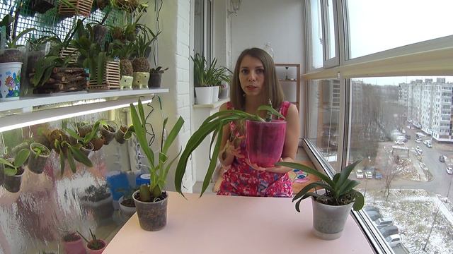 🌸 Мои орхидеи, цветоносы у 🌸 Цикнодес, Камбрия, Фаленопсис 😉 Cycnodes, Cambria, Phalaenopsis.🌸