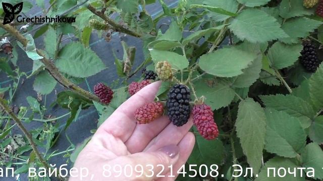 БЛЭК БЬЮТ ежевика очень раннего срока созревания смотреть онлайн