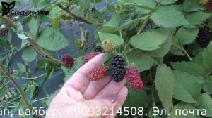 БЛЭК БЬЮТ ежевика очень раннего срока созревания