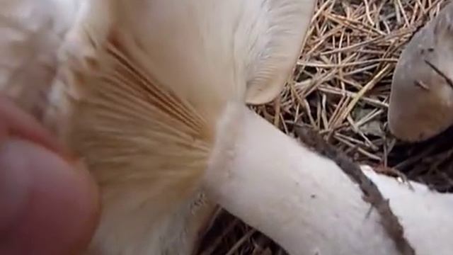 Szürke tölcsérgomba - Clytocybe nebularis Lepista nebularis - Szürke tölcsérpereszke смотреть онлайн