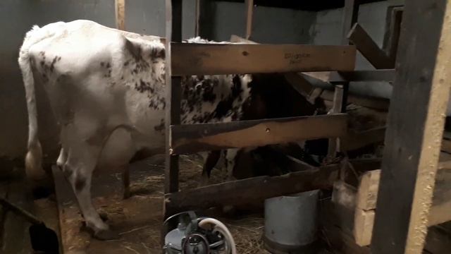 #ЛАЙФ-ХАК ДЛЯ КОРОВНИКА# ЧТО БЫ КОРОВЫ БЫЛИ ЧИСТЫЕ# смотреть онлайн