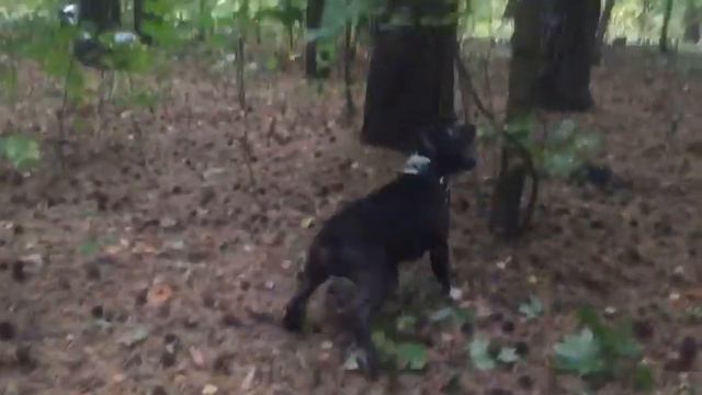 Моя Ода Гаутама Будда смотреть онлайн